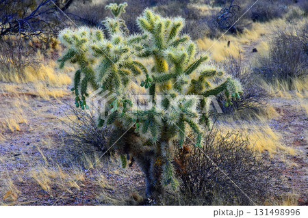 Cholla cactus, Sonora Desert, Mid Spring 131498996