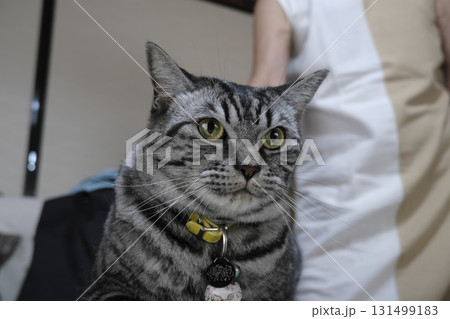 目線が可愛いシルバータビーの猫のアップ 目線が可愛いシルバータビーの猫のアップ 131499183