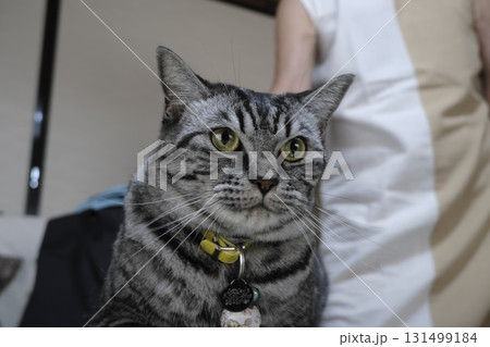 目線が可愛いシルバータビーの猫のアップ 131499184