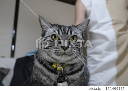 目線が可愛いシルバータビーの猫のアップ 131499185