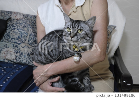 目線が可愛いシルバータビーの猫のアップ 131499186
