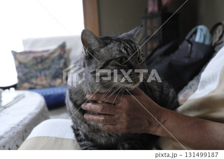 目線が可愛いシルバータビーの猫のアップ 131499187