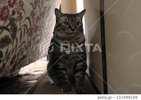 目線が可愛いシルバータビーの猫のアップ 目線が可愛いシルバータビーの猫のアップ 131499189
