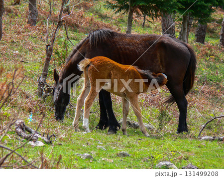 Horses grazing in the pastures 131499208