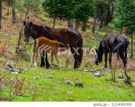 Horses grazing in the pastures 131499209