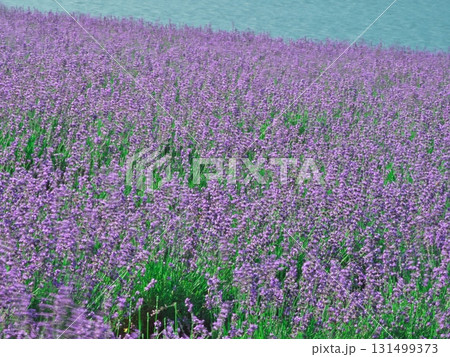 夏の北海道南富良野　かなやま湖 ラベンダー園 131499373