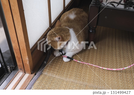 和室の畳の上でくつろぐ短足マンチカン 131499427