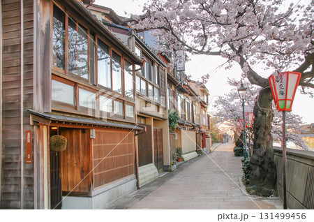 金沢・主計町茶屋街の桜並木、浅野川沿いに建ち並ぶ伝統的な料理茶屋と春の景観 金沢・主計町茶屋街の桜並木、浅野川沿いに建ち並ぶ伝統的な料理茶屋と春の景観 131499456