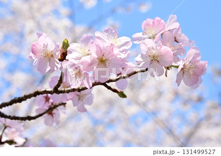紅山桜と春の季節 紅山桜と春の季節 131499527