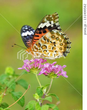 ツマグロヒョウモン　Indian Fritillary 131499562