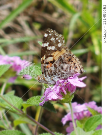 ツマグロヒョウモン　Indian Fritillary 131499563