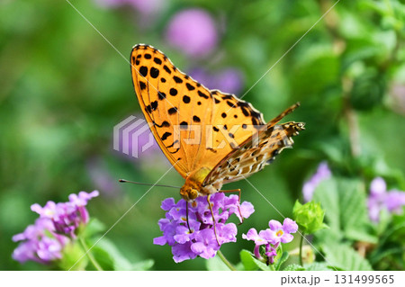 ツマグロヒョウモン　Indian Fritillary 131499565