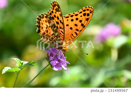 ツマグロヒョウモン　Indian Fritillary 131499567