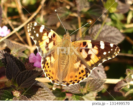 ツマグロヒョウモン Indian Fritillary ツマグロヒョウモン Indian Fritillary 131499570