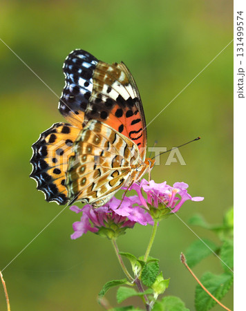 ツマグロヒョウモン　Indian Fritillary 131499574