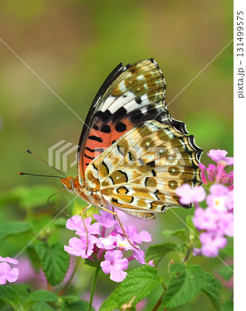 ツマグロヒョウモン　Indian Fritillary 131499575