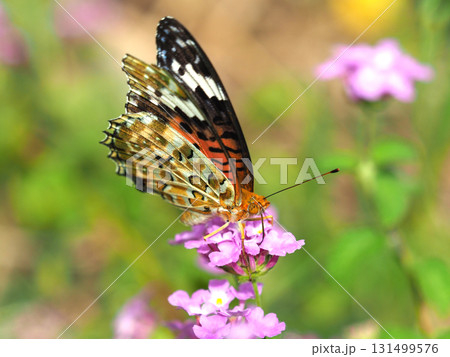 ツマグロヒョウモン Indian Fritillary ツマグロヒョウモン Indian Fritillary 131499576