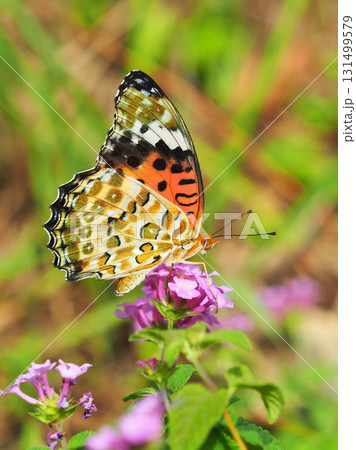 ツマグロヒョウモン　Indian Fritillary 131499579