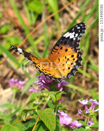 ツマグロヒョウモン Indian Fritillary ツマグロヒョウモン Indian Fritillary 131499580