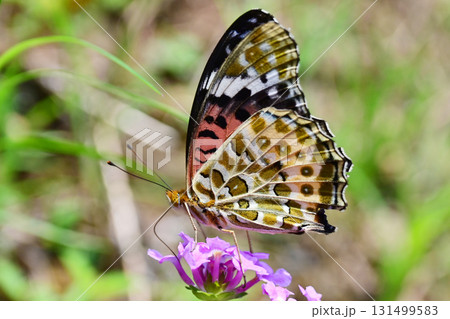ツマグロヒョウモン Indian Fritillary ツマグロヒョウモン Indian Fritillary 131499583