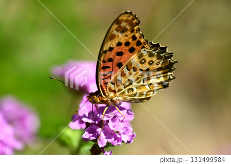 ツマグロヒョウモン　Indian Fritillary 131499584