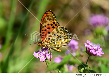 ツマグロヒョウモン　Indian Fritillary 131499585