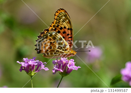 ツマグロヒョウモン Indian Fritillary ツマグロヒョウモン Indian Fritillary 131499587