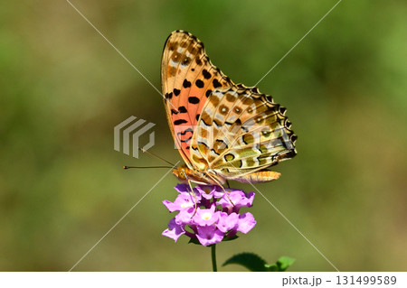 ツマグロヒョウモン　Indian Fritillary 131499589