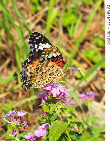 ツマグロヒョウモン Indian Fritillary ツマグロヒョウモン Indian Fritillary 131499592