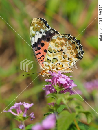 ツマグロヒョウモン　Indian Fritillary 131499593