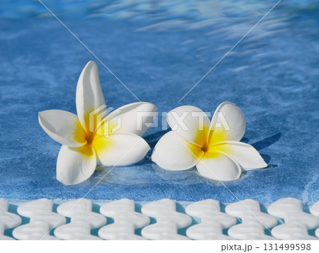 Two plumeria flowers float on a blue swimming pool surface. 131499598
