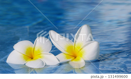 Two plumeria flowers float on the surface of a clear blue swimming pool. Two plumeria flowers float on the surface of a clear blue swimming pool. 131499600