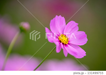 コスモスの花 131499733