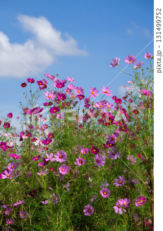 コスモスの花 コスモスの花 131499752