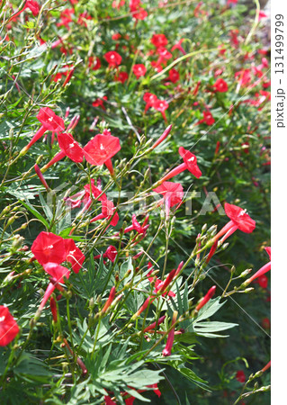 ハゴロモルコウソウ(羽衣縷紅草) ハゴロモルコウソウ(羽衣縷紅草) 131499799