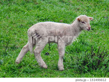 White sheep in the field White sheep in the field 131499812