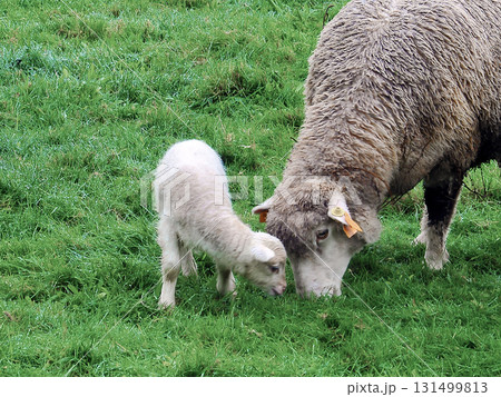 White sheep in the field White sheep in the field 131499813