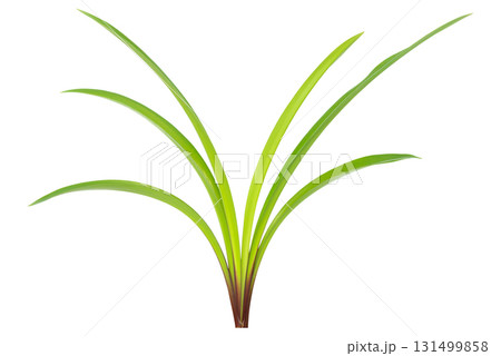 Green plant leaves 131499858