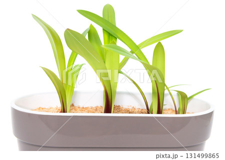 Green plant with green leaves in pot Green plant with green leaves in pot 131499865