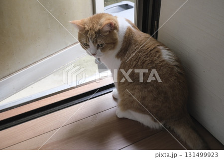 フローリングの床でくつろぐ短足マンチカン フローリングの床でくつろぐ短足マンチカン 131499923