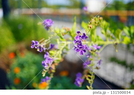 鮮やかな紫色の小花が咲く植物の写真 鮮やかな紫色の小花が咲く植物の写真 131500034