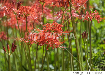 一面に咲き広がる彼岸花の群生 131500484