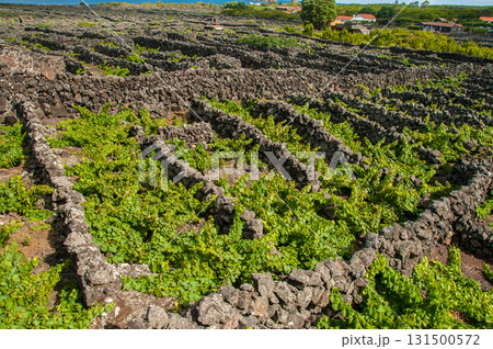 Traditional vineyards in Pico Island, Azores. The vineyards are among stone walls, called the Vineyard Corrals 131500572