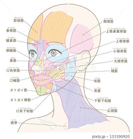 斜めの角度から見た顔の筋肉と広頚筋(髪型なし/名称あり) 斜めの角度から見た顔の筋肉と広頚筋(髪型なし/名称あり) 131500920