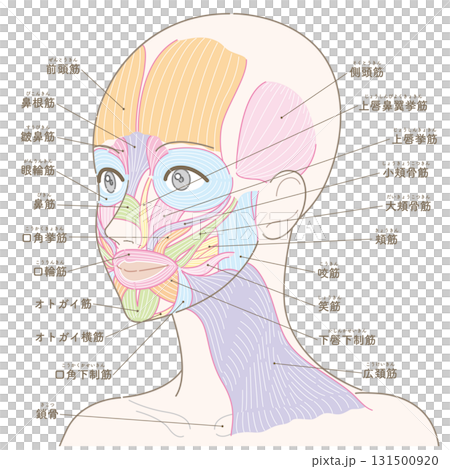 Facial muscles and platysma muscles seen from an oblique angle (no hairstyle/with names) Facial muscles and platysma muscles seen from an oblique angle (no hairstyle/with names) 131500920