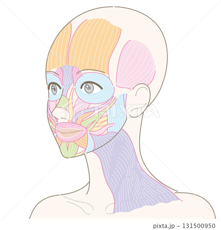 斜めの角度から見た顔の筋肉と広頚筋(髪型なし/名称なし) 斜めの角度から見た顔の筋肉と広頚筋(髪型なし/名称なし) 131500950