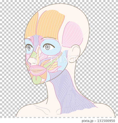 斜めの角度から見た顔の筋肉と広頚筋(髪型なし/名称なし) 斜めの角度から見た顔の筋肉と広頚筋(髪型なし/名称なし) 131500950