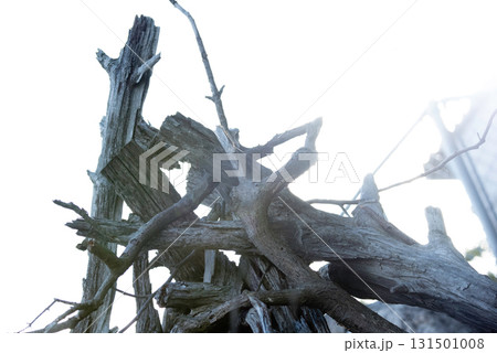 折り重なった枯れ木のイメージ 131501008