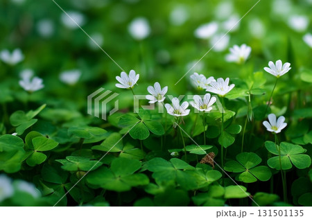 Green Clover Plant and Flower Background Green Clover Plant and Flower Background 131501135