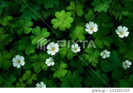 Green Clover Plant and Flower Background Green Clover Plant and Flower Background 131501137